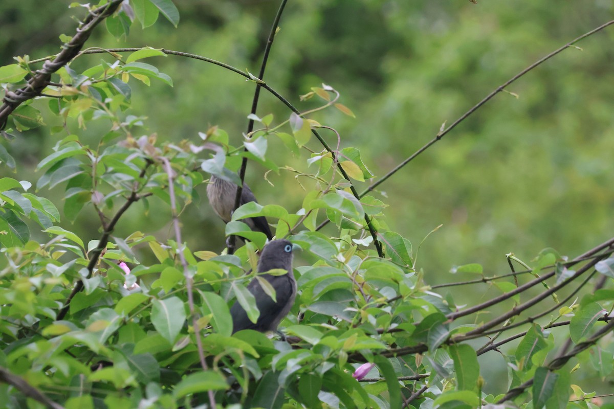Blue-faced Malkoha - ML640744995
