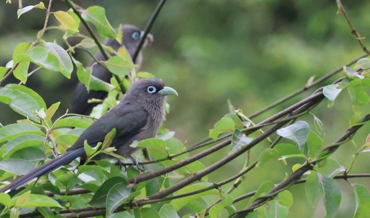 Blue-faced Malkoha - ML640745011
