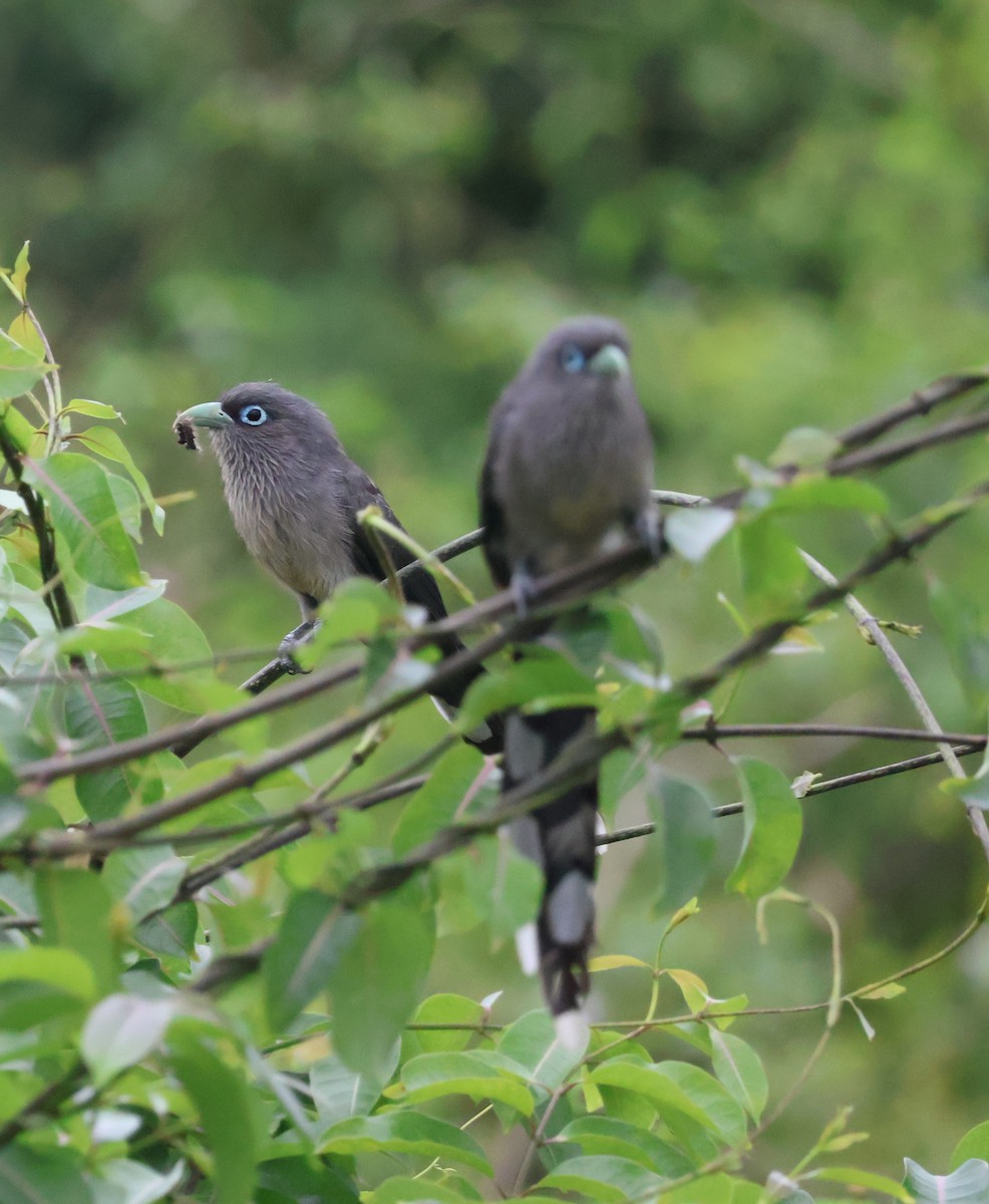 Blue-faced Malkoha - ML640745022