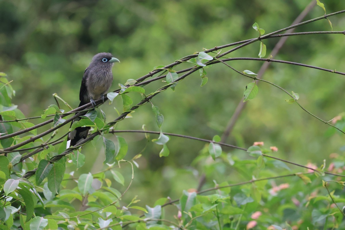 Blue-faced Malkoha - ML640745029
