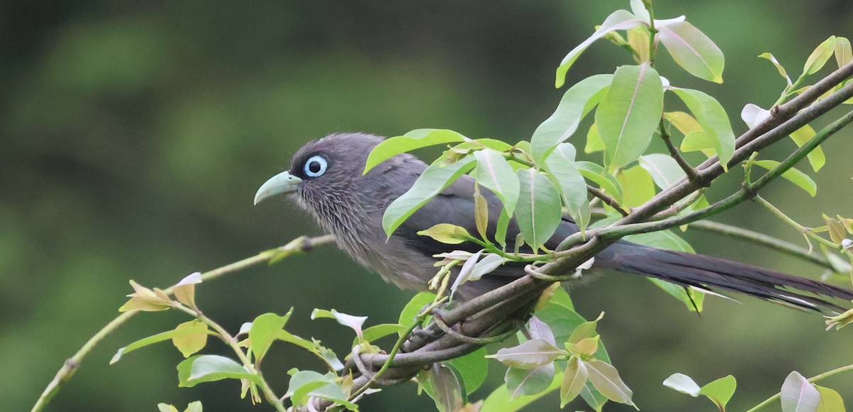 Blue-faced Malkoha - ML640745042