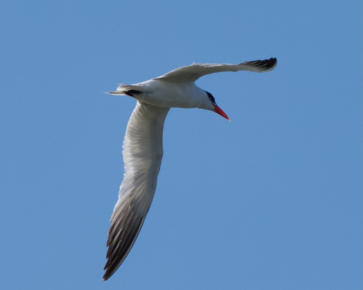 裏海燕鷗 - ML640745043