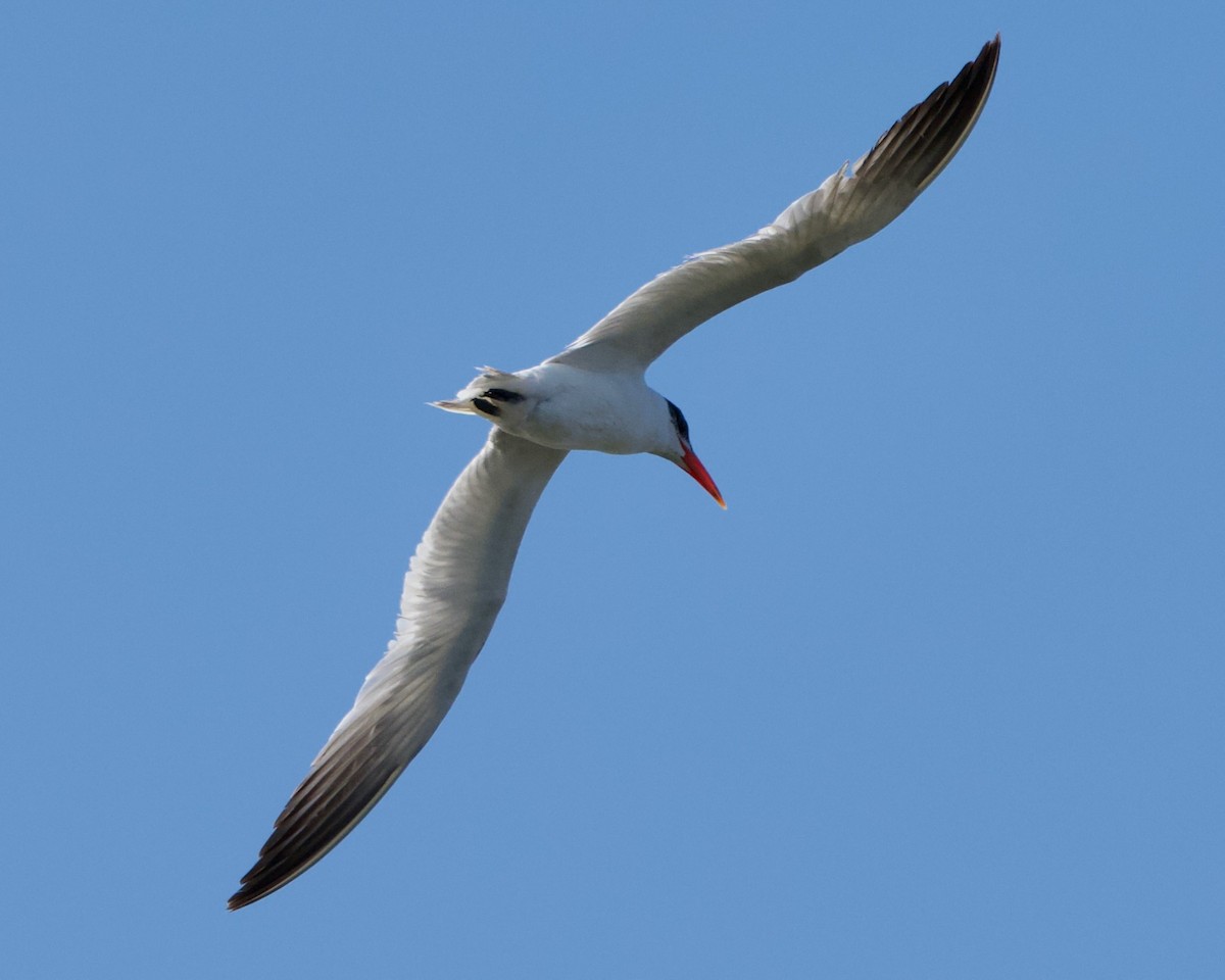 裏海燕鷗 - ML640745044