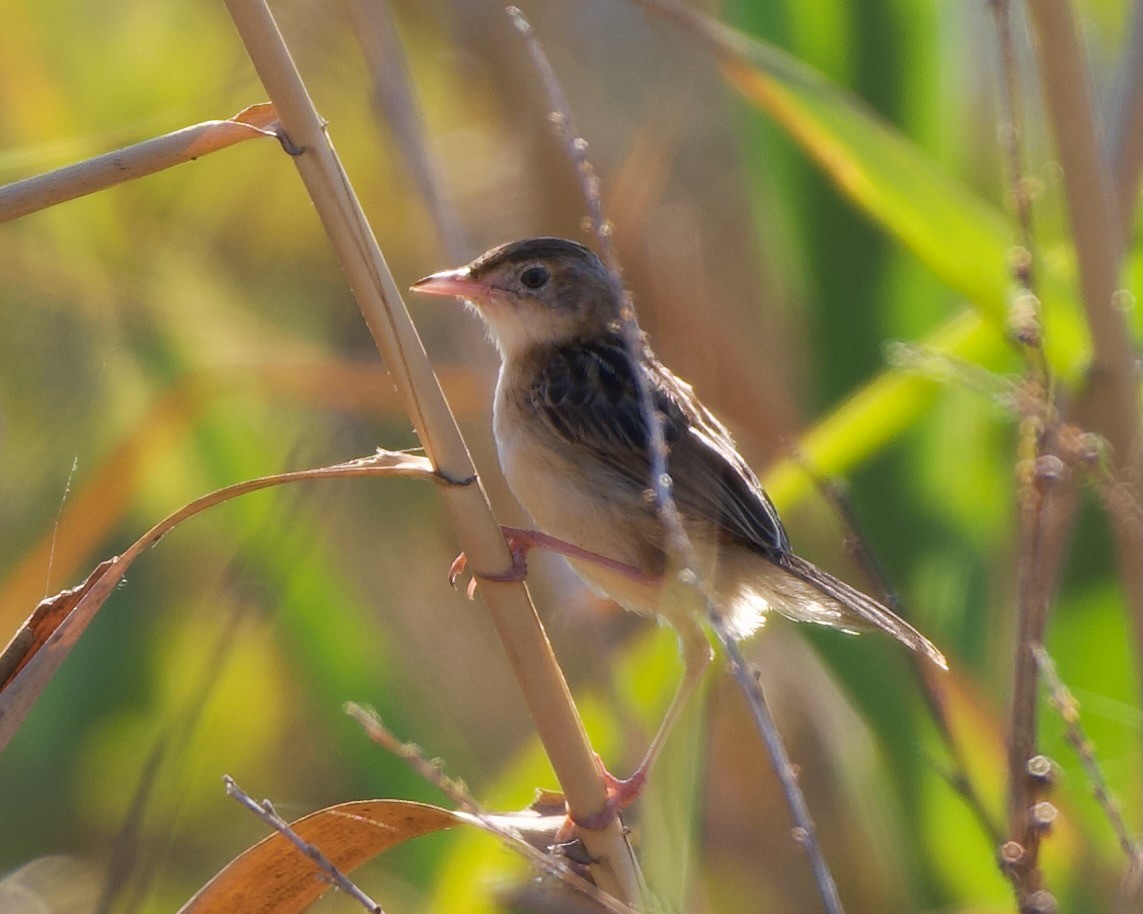 棕扇尾鶯 - ML640745105