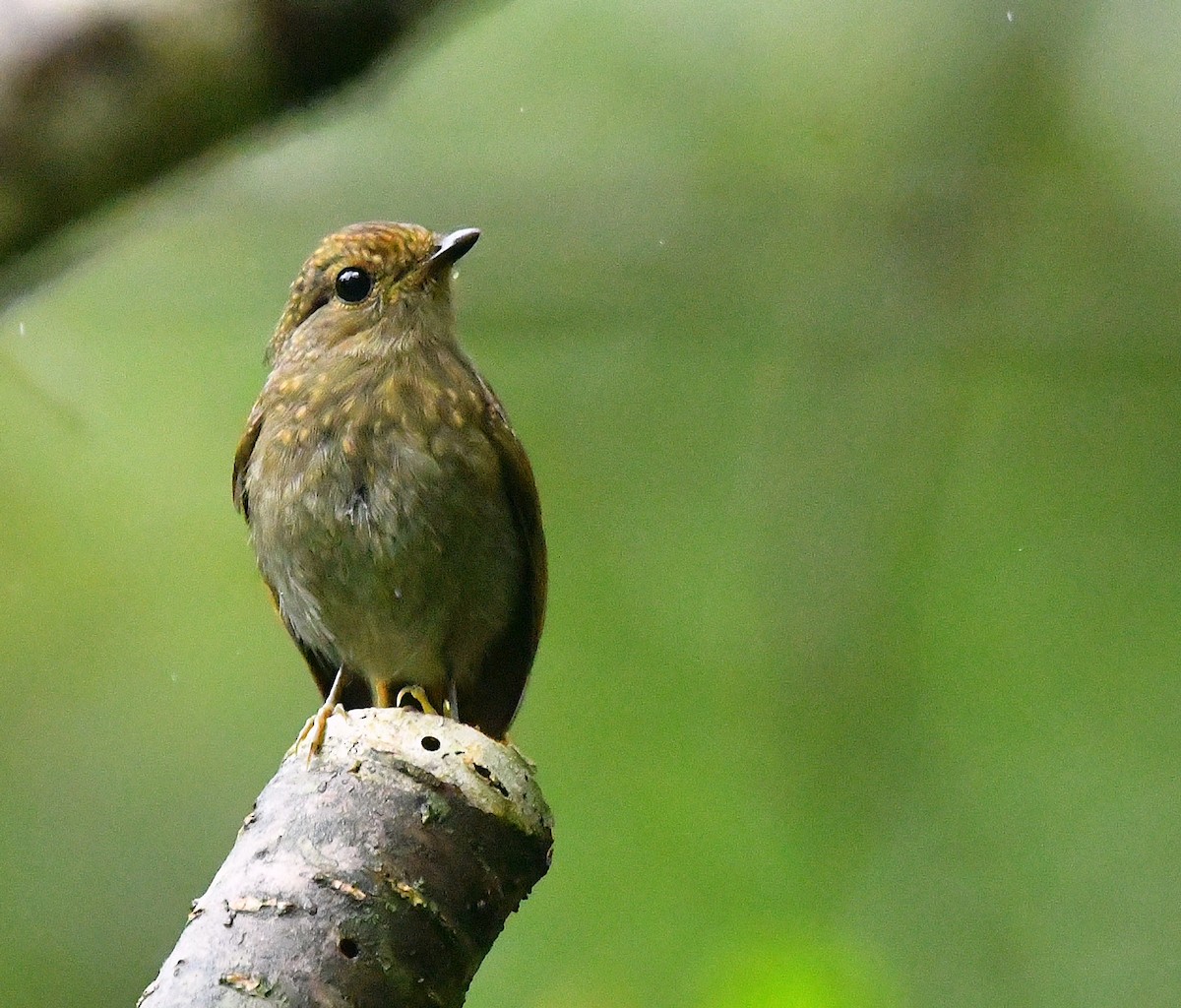 Small Niltava - ML640745114