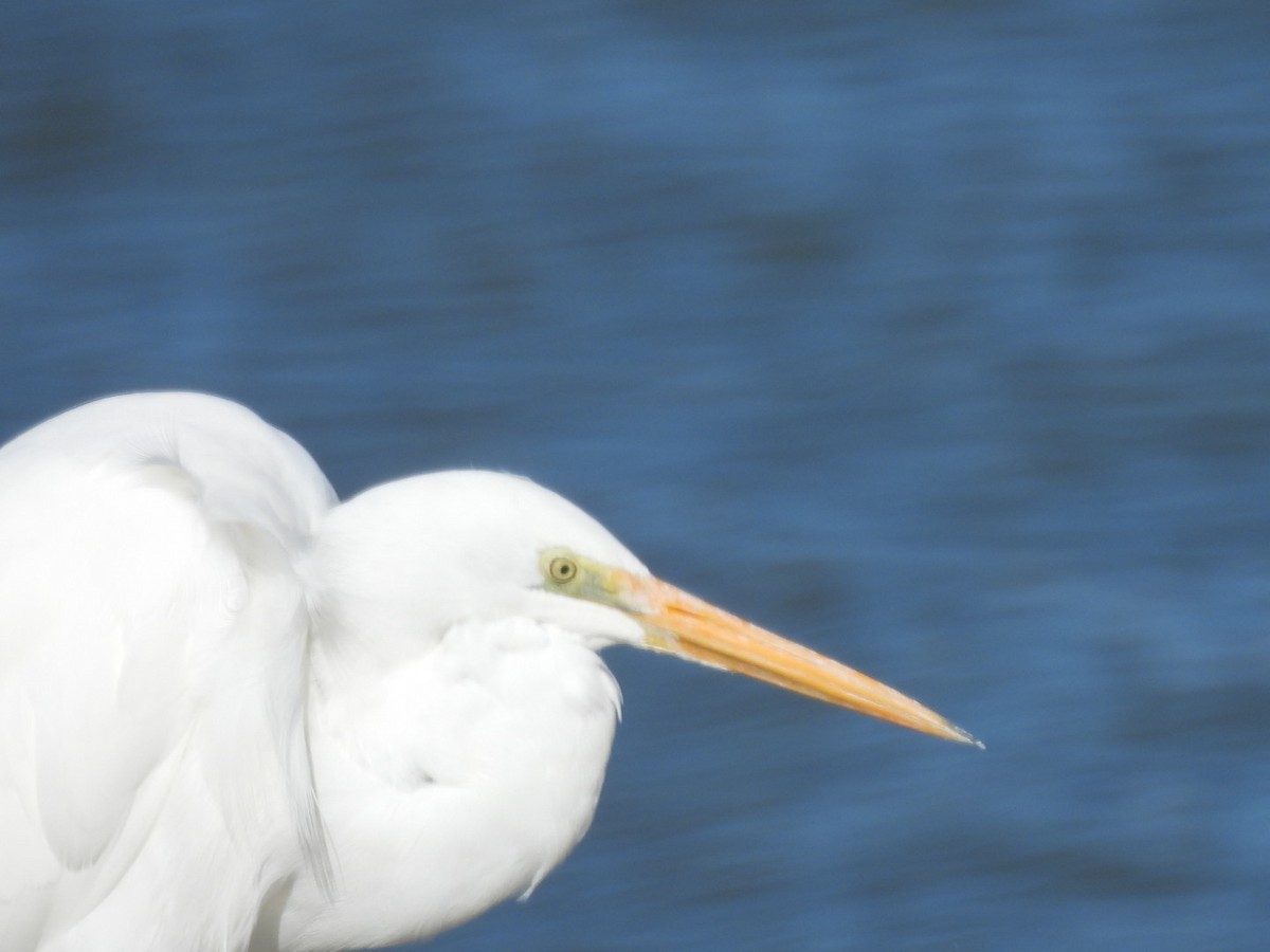 Great Egret - ML640745156