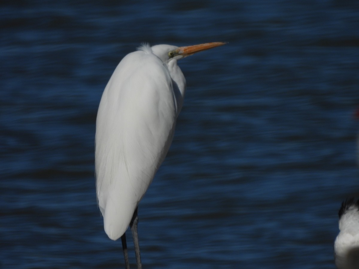 Great Egret - ML640745157