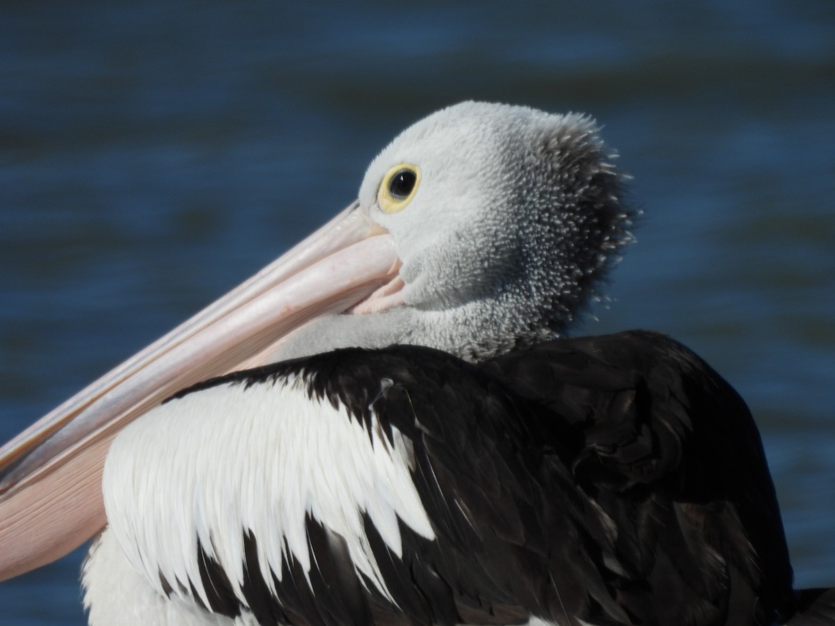 Australian Pelican - ML640745160