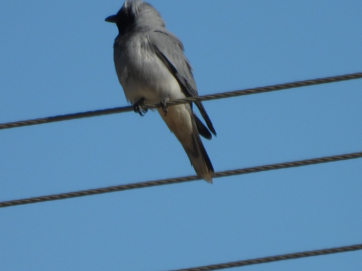 Black-faced Cuckooshrike - ML640745164