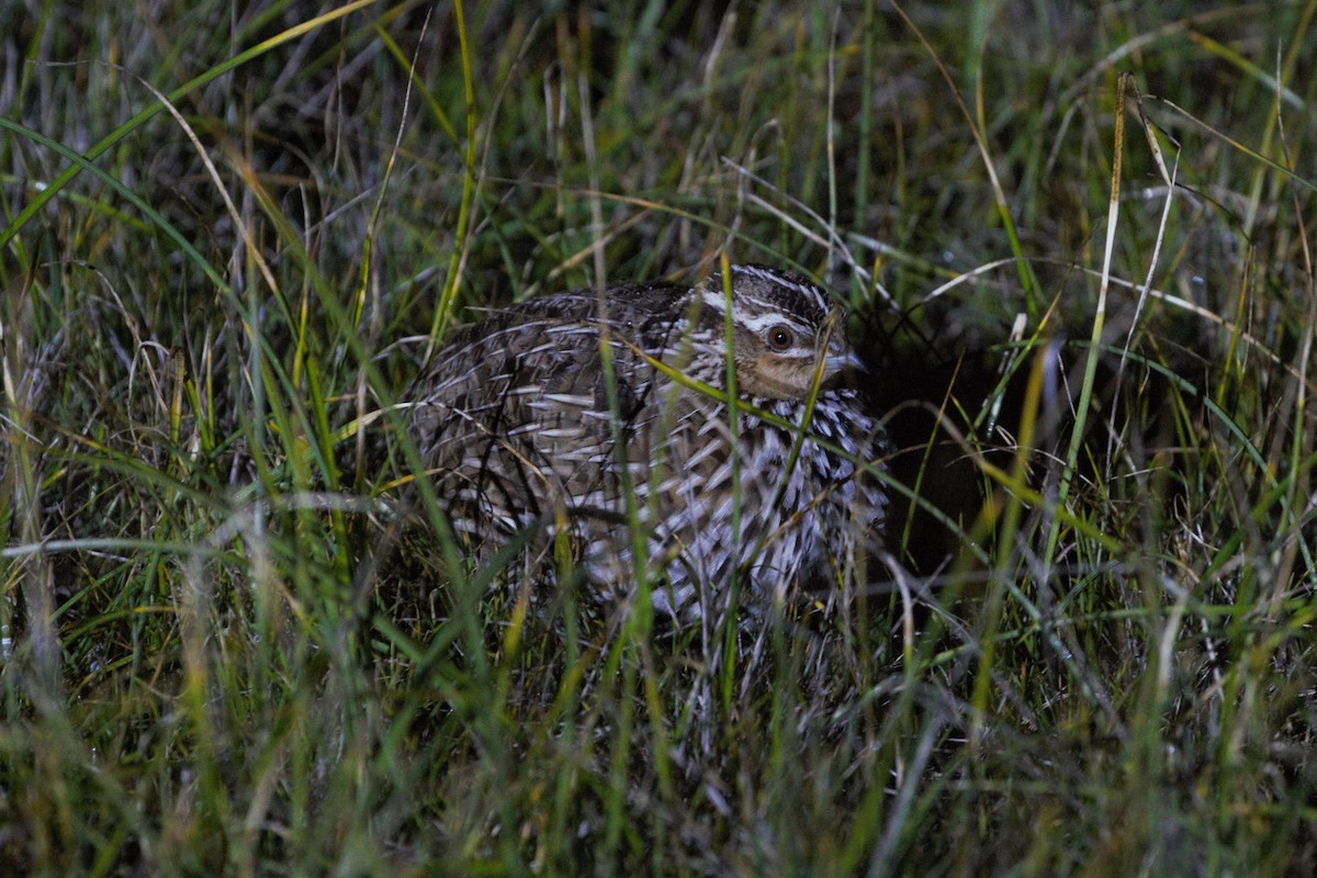 Stubble Quail - ML640745171