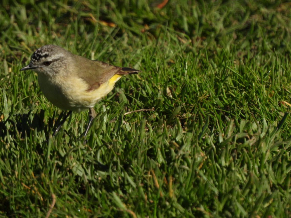 Yellow-rumped Thornbill - ML640745172
