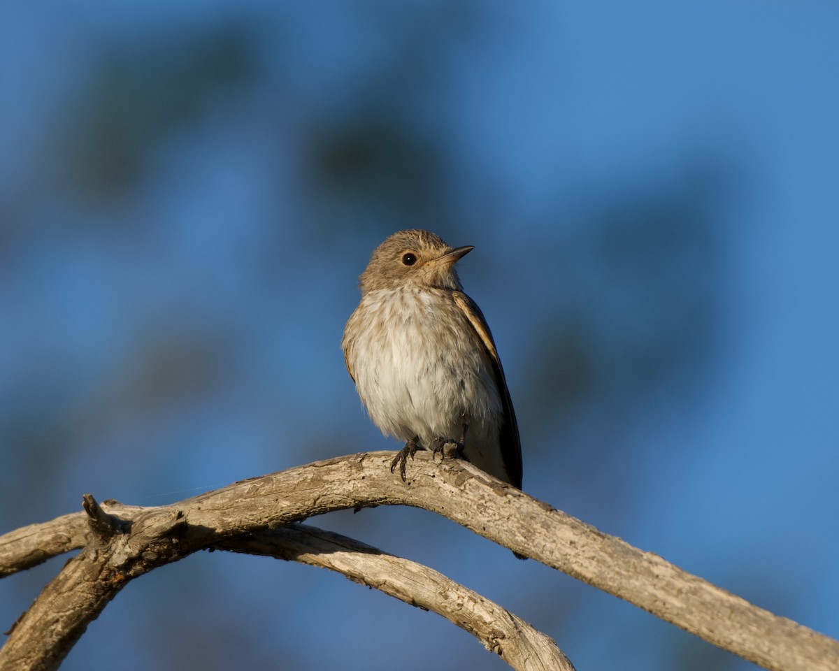 斑鶲 - ML640745177