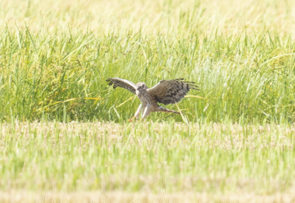 Montagu's Harrier - ML640745186