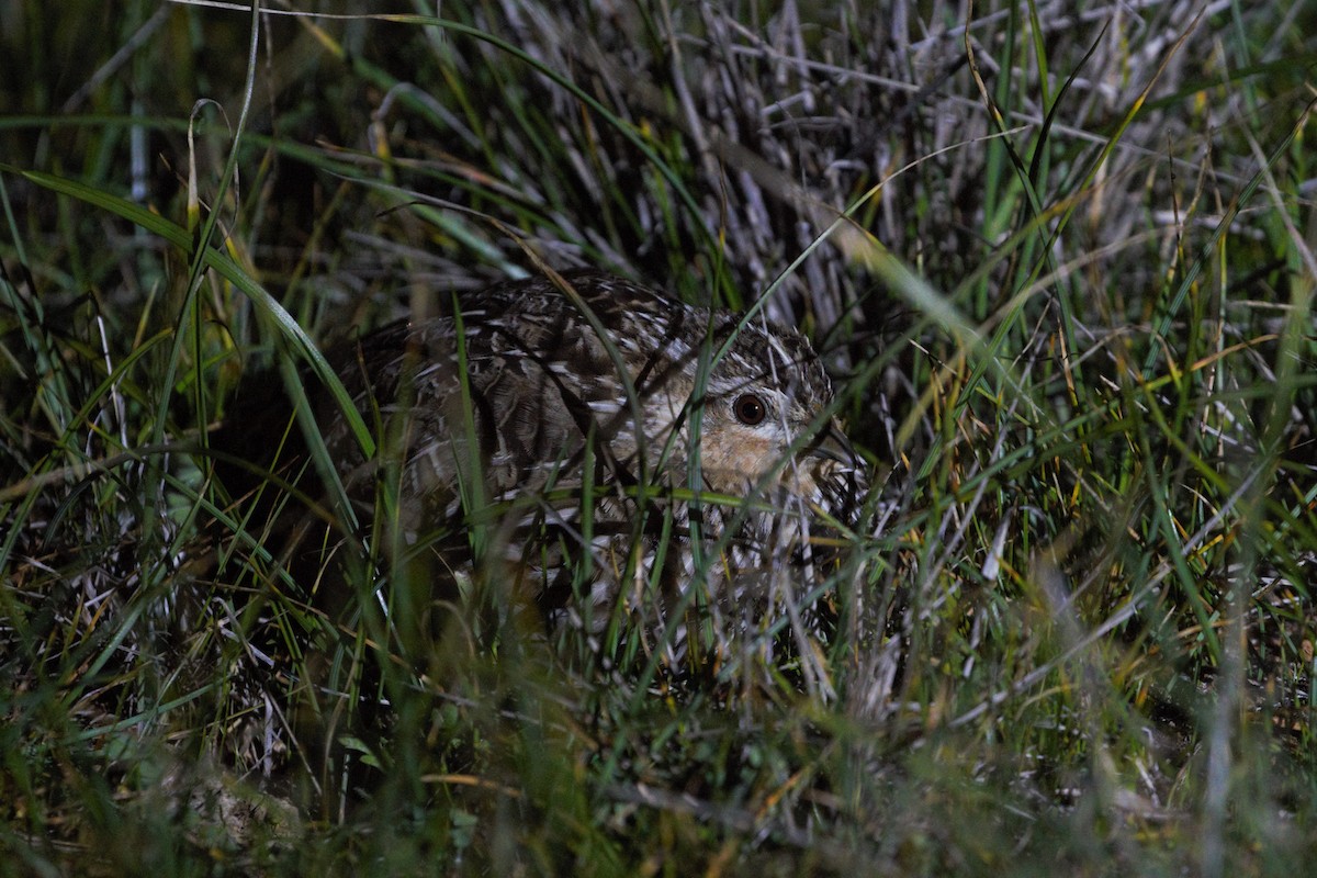 Stubble Quail - ML640745198