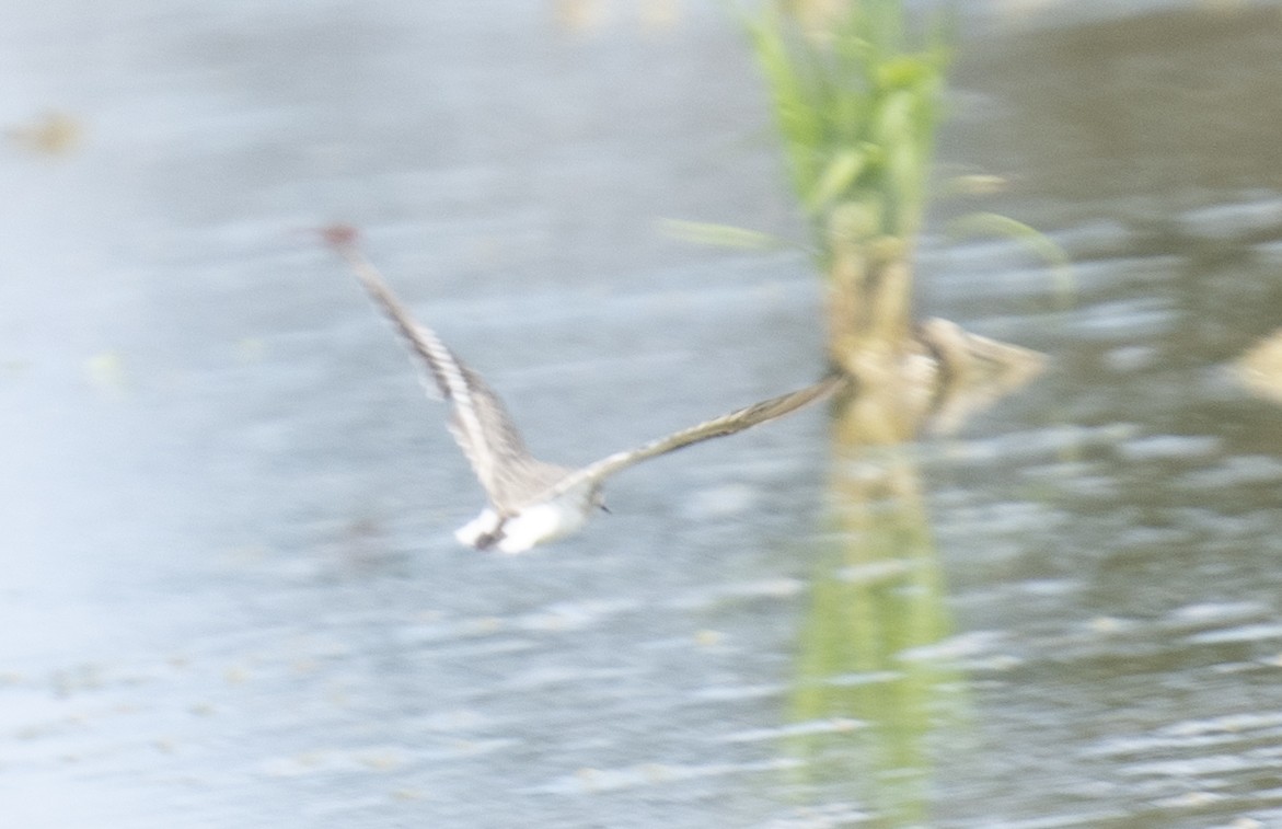 Temminck's Stint - ML640745208