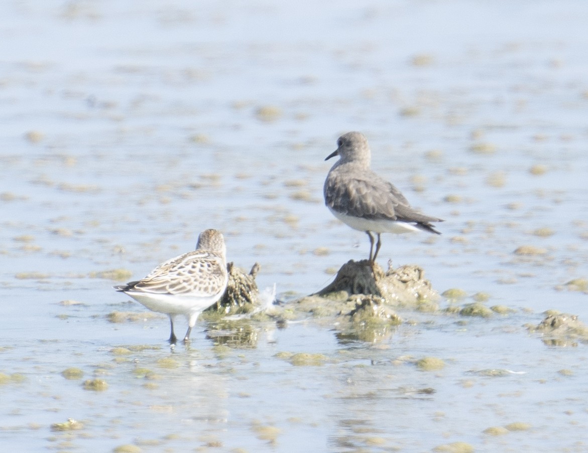 Temminck's Stint - ML640745210