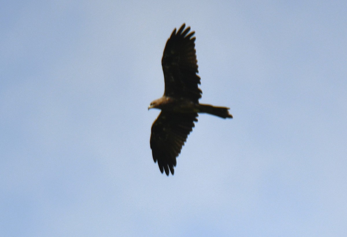 Accipitridae sp. (hawk sp.) - ML640745222