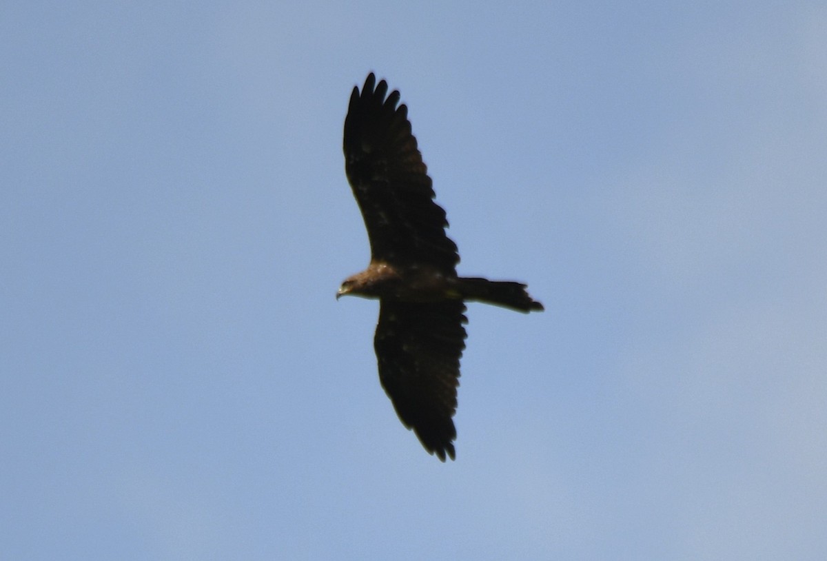 Accipitridae sp. (hawk sp.) - ML640745226