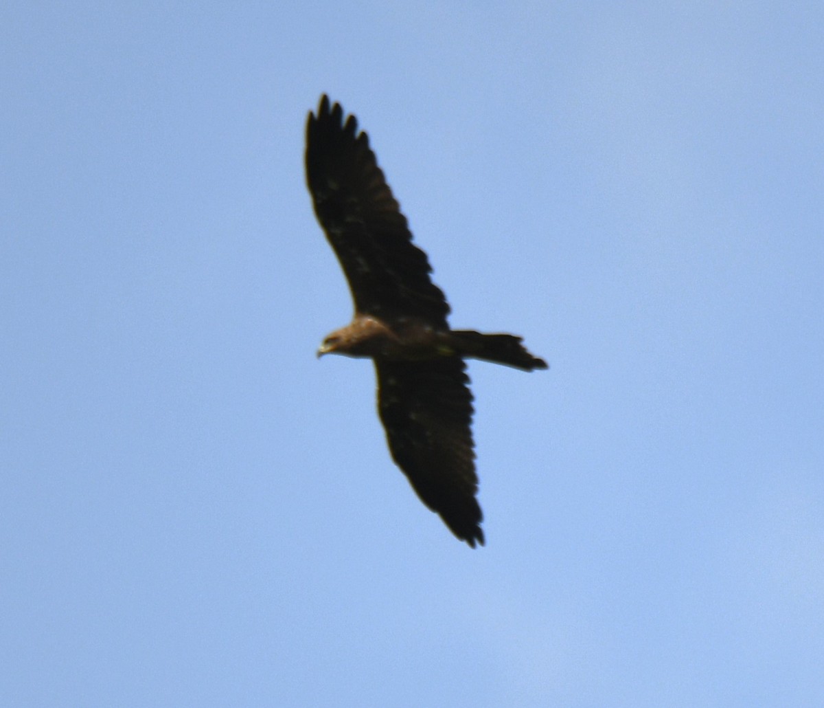 Accipitridae sp. (hawk sp.) - ML640745229