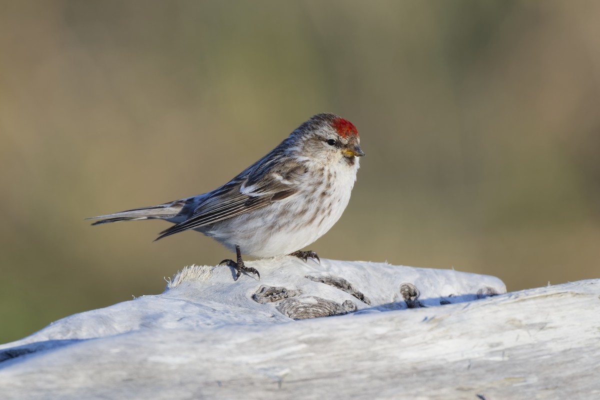 Redpoll (Hoary) - ML640745238