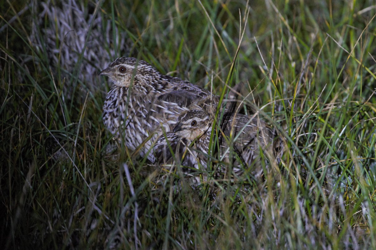 Stubble Quail - ML640745243