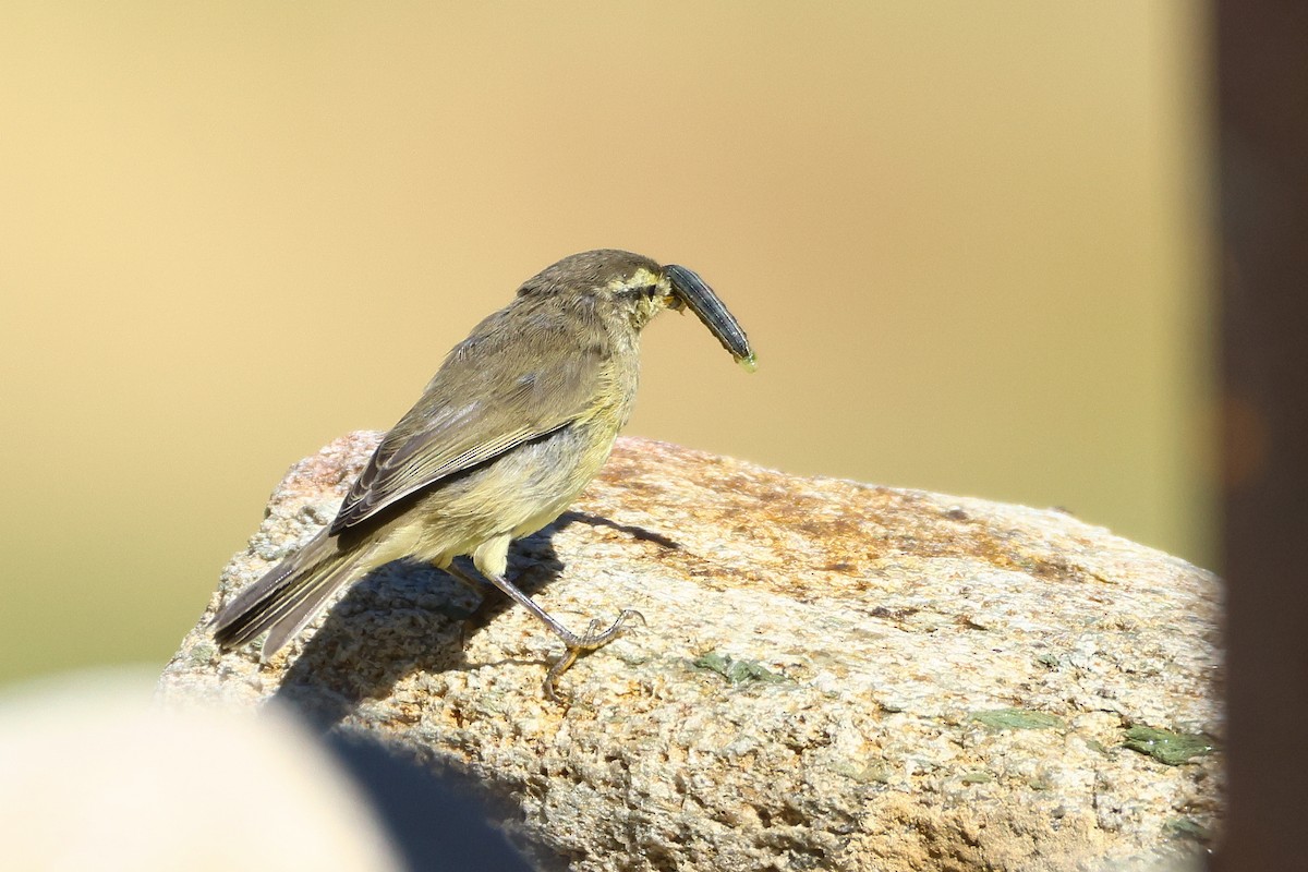 黃腹柳鶯(affinis/perflavus) - ML640745294