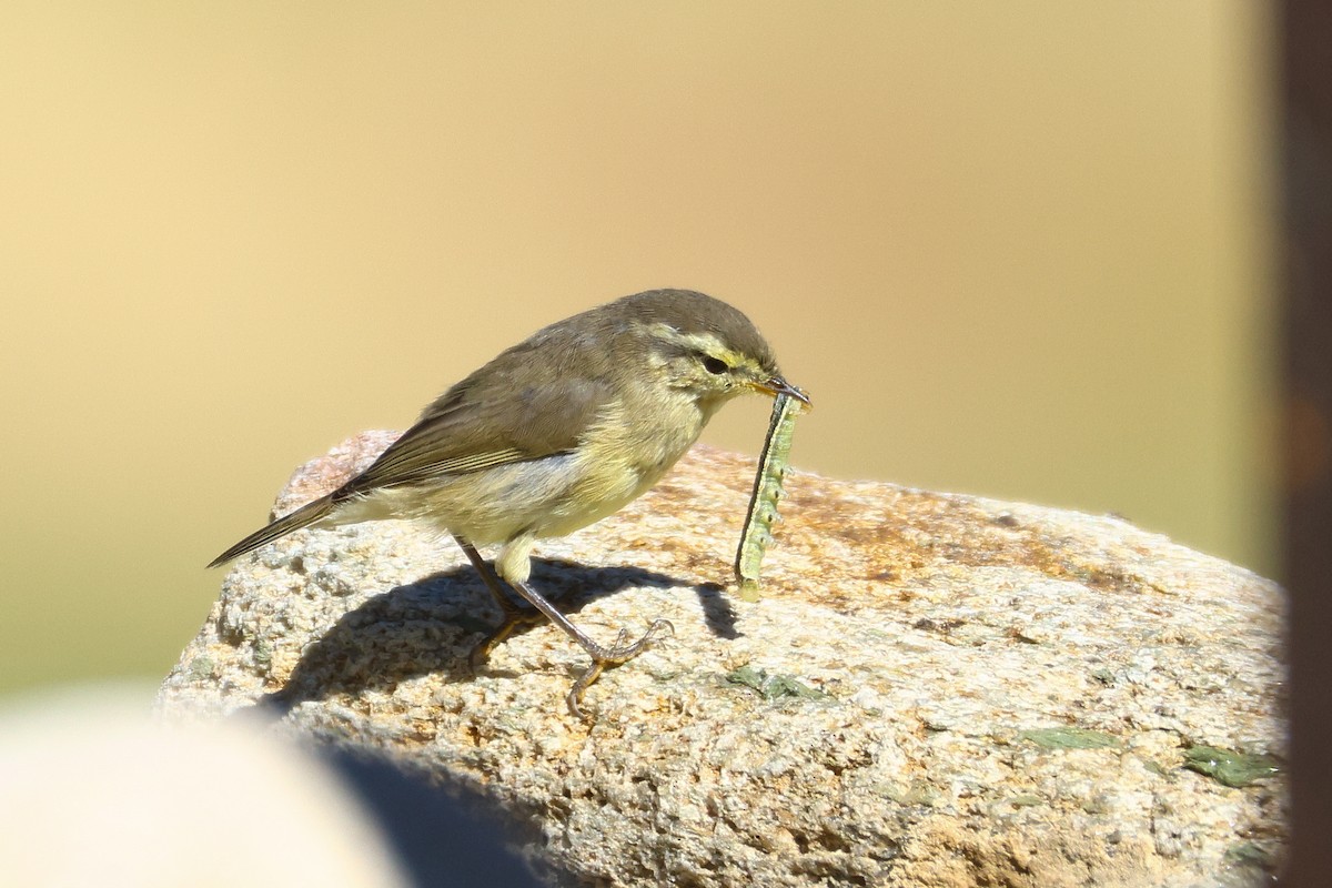 Tickell's Leaf Warbler (Tickell's) - ML640745295