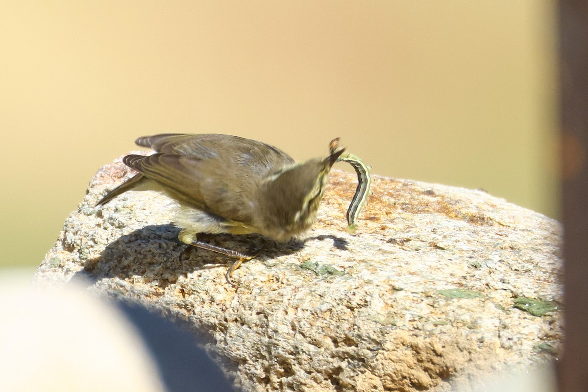 黃腹柳鶯(affinis/perflavus) - ML640745296