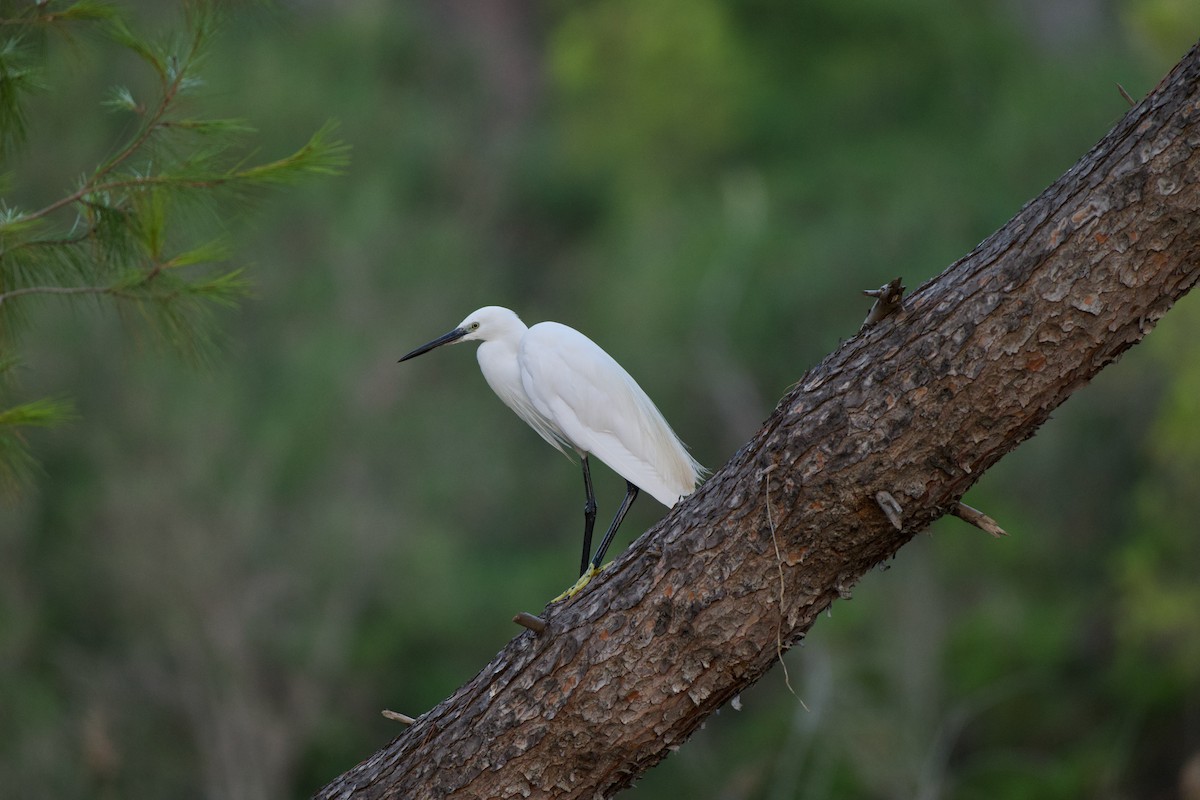 小白鷺 - ML640745304