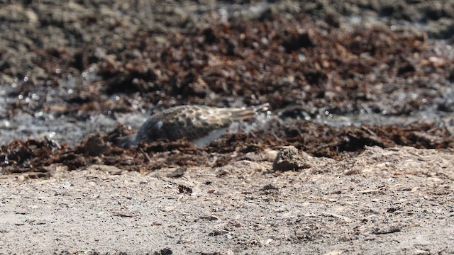 キョウジョシギ - ML640745322