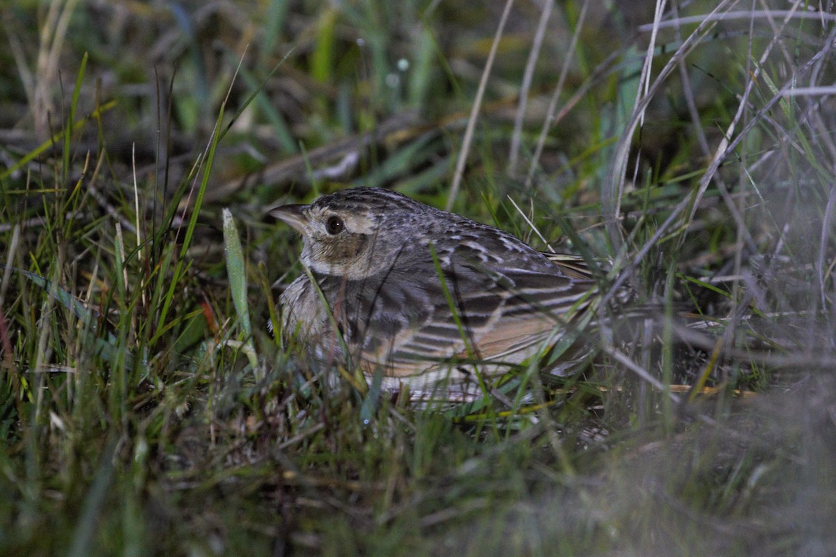 Singing Bushlark - ML640745340