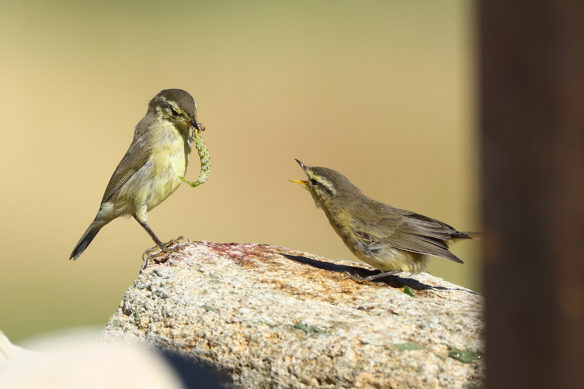 Tickell's Leaf Warbler (Tickell's) - ML640745344