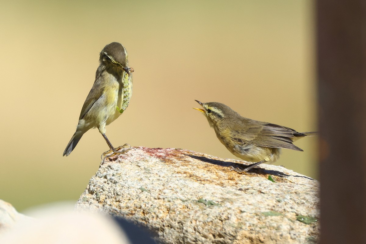 Tickell's Leaf Warbler (Tickell's) - ML640745345