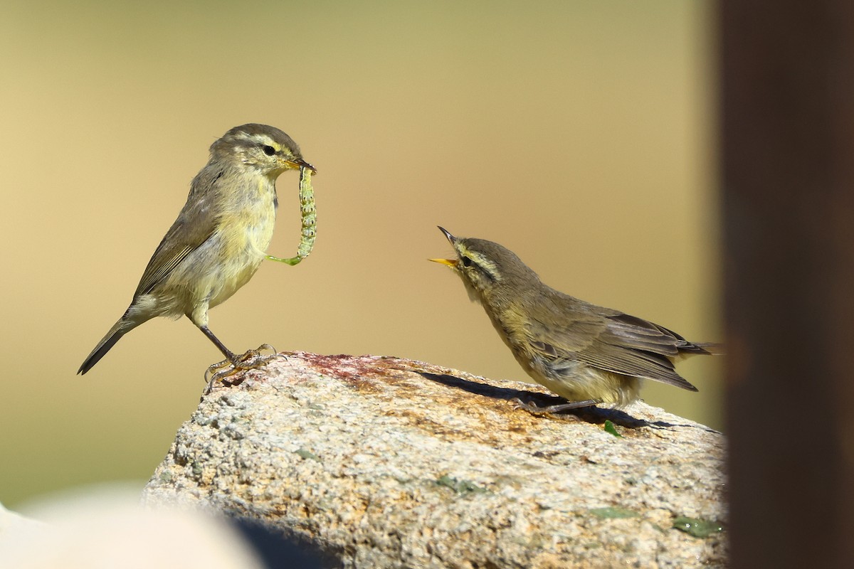 Tickell's Leaf Warbler (Tickell's) - ML640745347