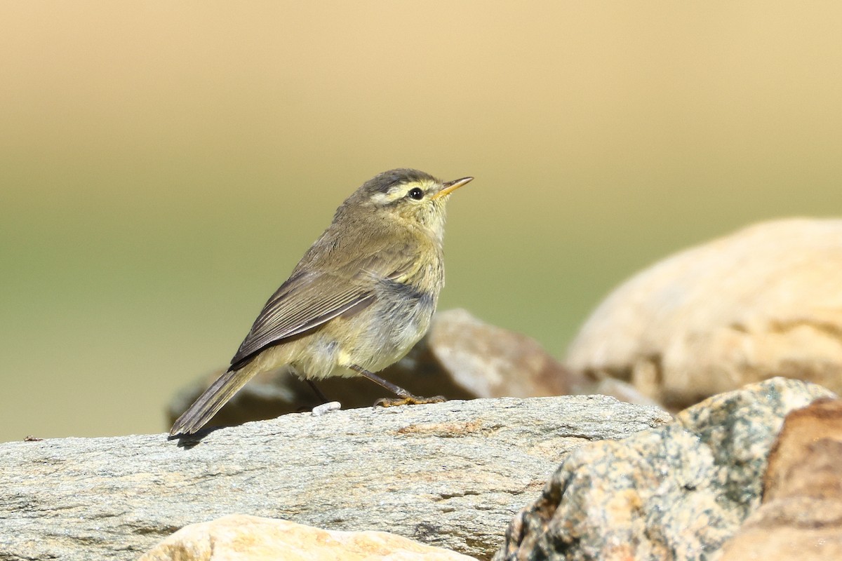 Tickell's Leaf Warbler (Tickell's) - ML640745389