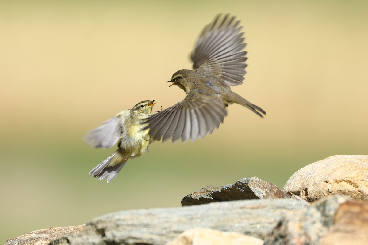 Tickell's Leaf Warbler (Tickell's) - ML640745392