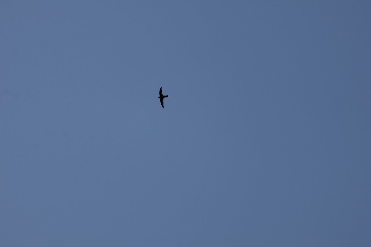 Australian Swiftlet - ML640745472
