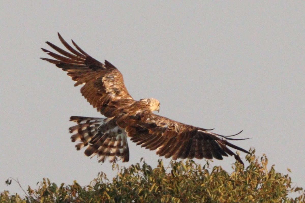 Short-toed Snake-Eagle - ML640745473