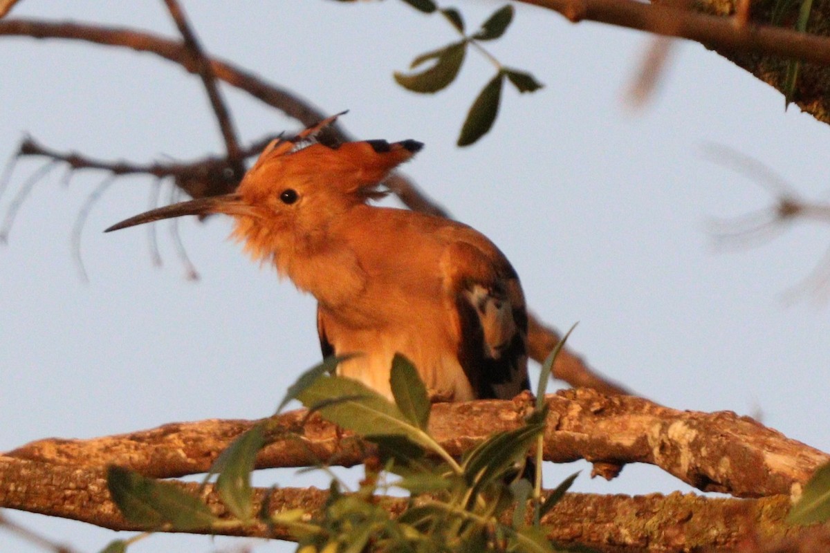 Eurasian Hoopoe - ML640745477