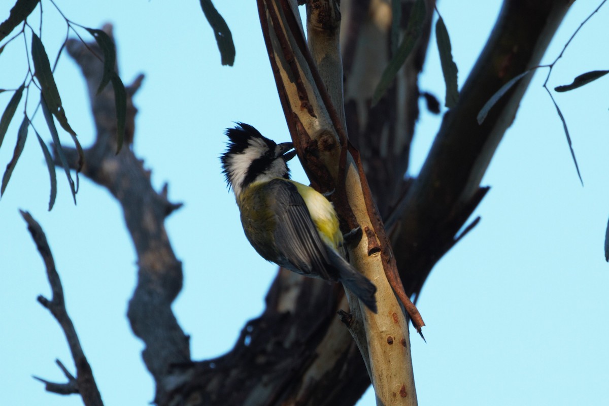 Eastern Shrike-tit - ML640745496