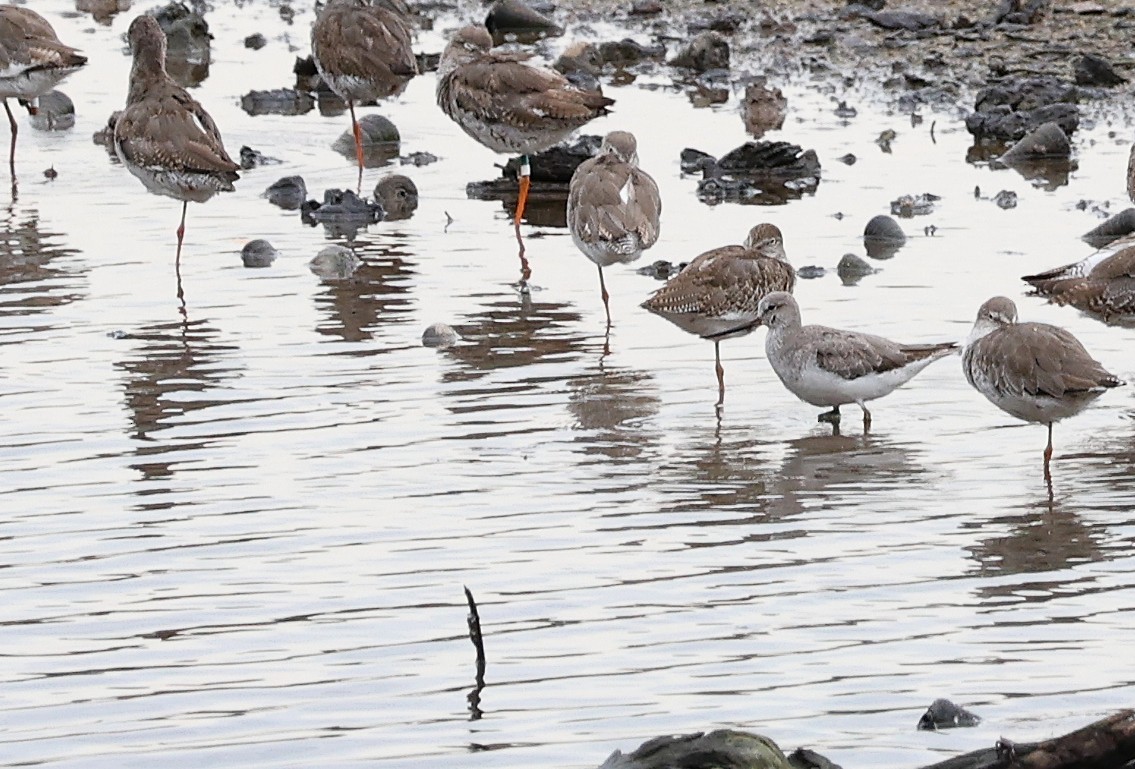 Terek Sandpiper - ML640745497