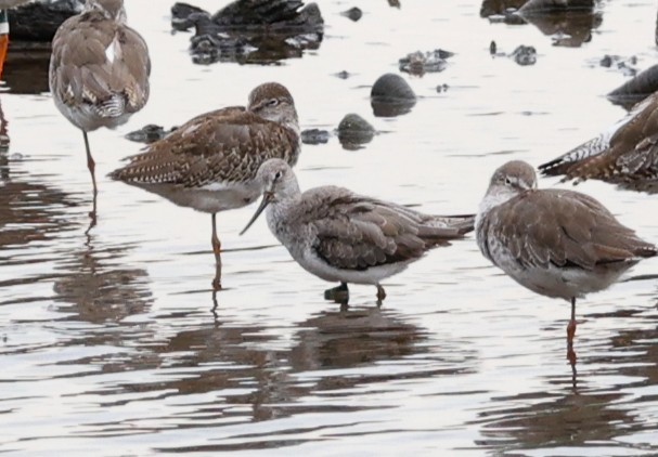 Terek Sandpiper - ML640745498