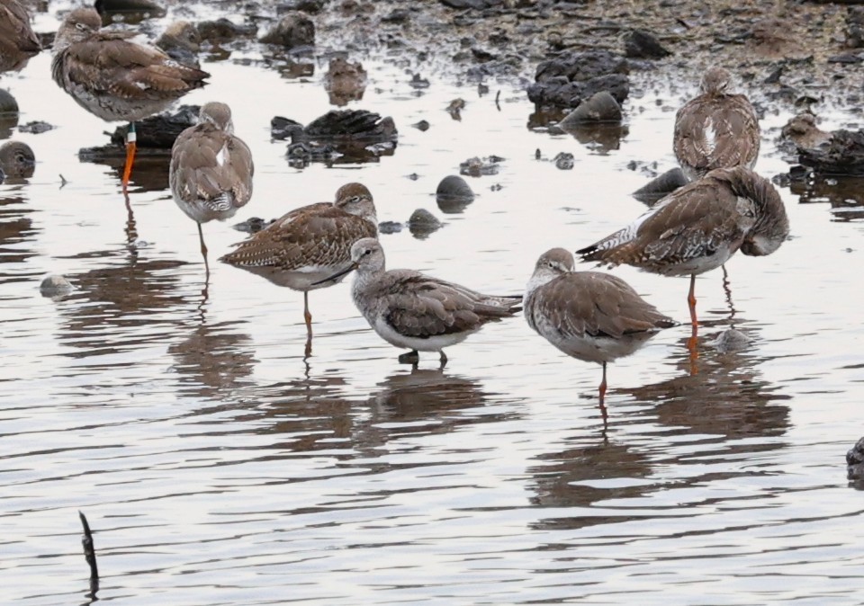 Terek Sandpiper - ML640745499