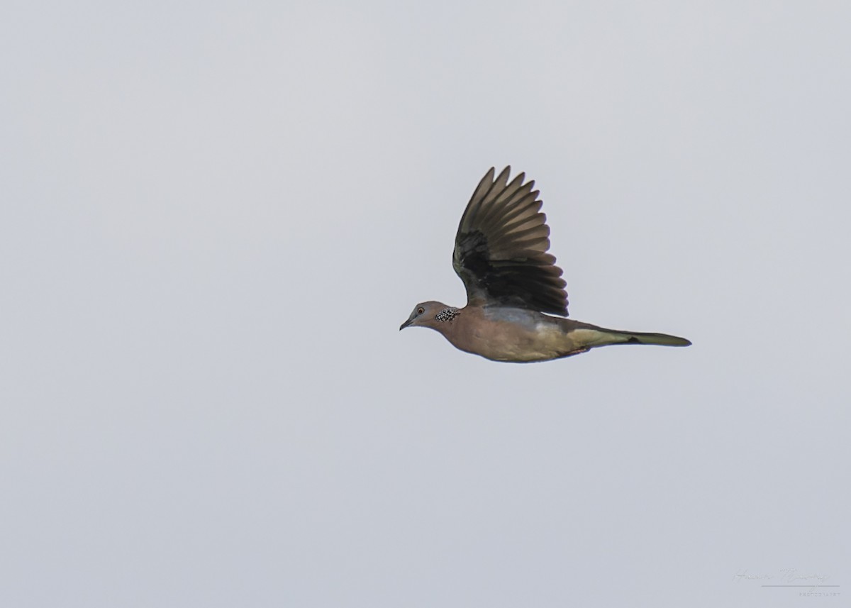 Spotted Dove - ML640745537