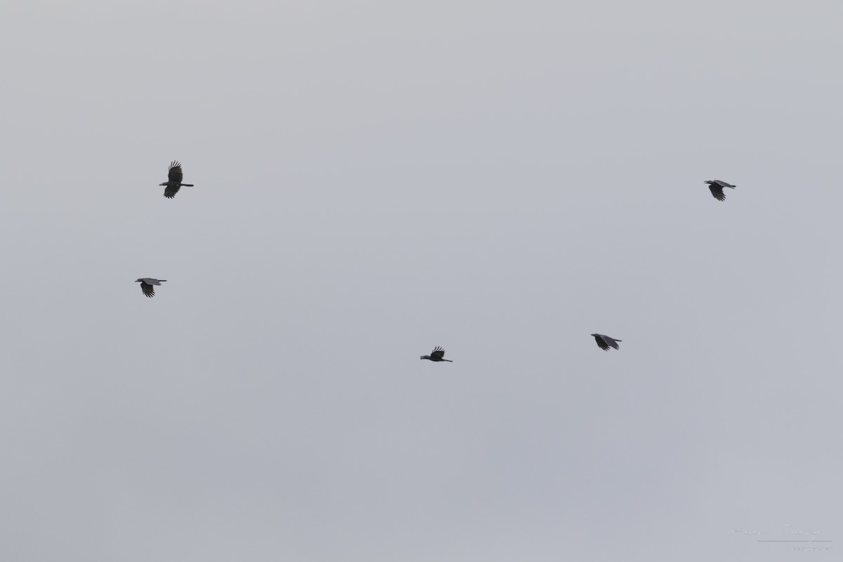 Large-billed Crow - ML640745540