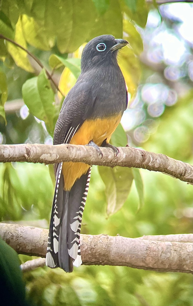 Green-backed Trogon - ML640745541