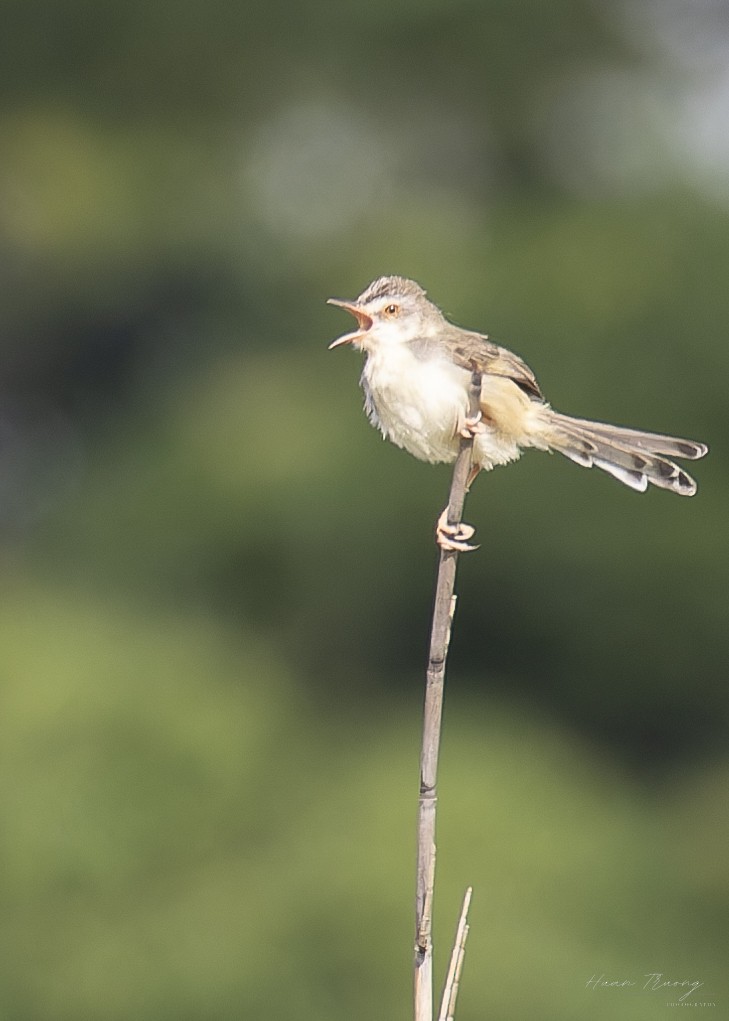 Plain Prinia - ML640745542