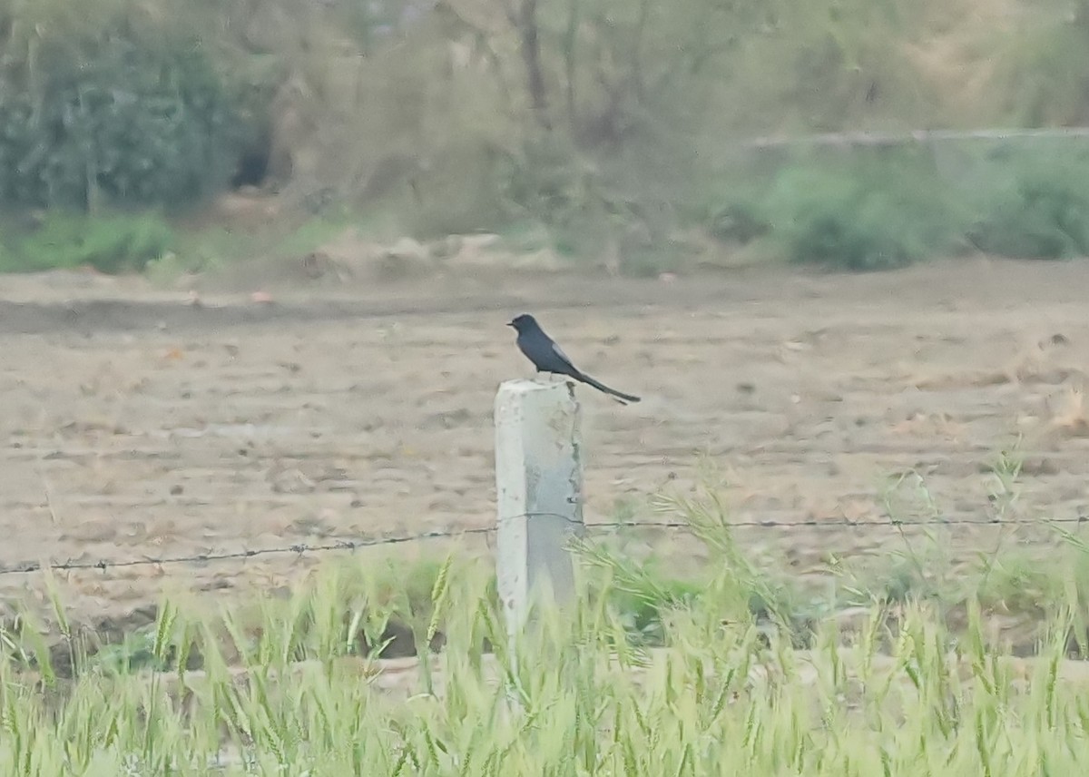 Black Drongo - ML640745546