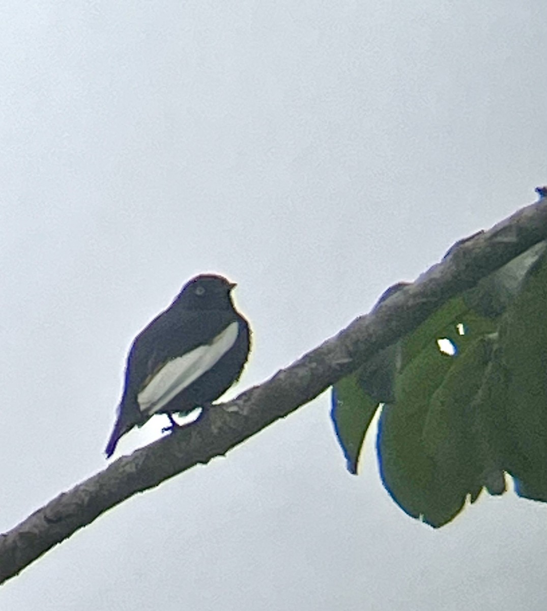 Cotinga porphyrion - ML640745547