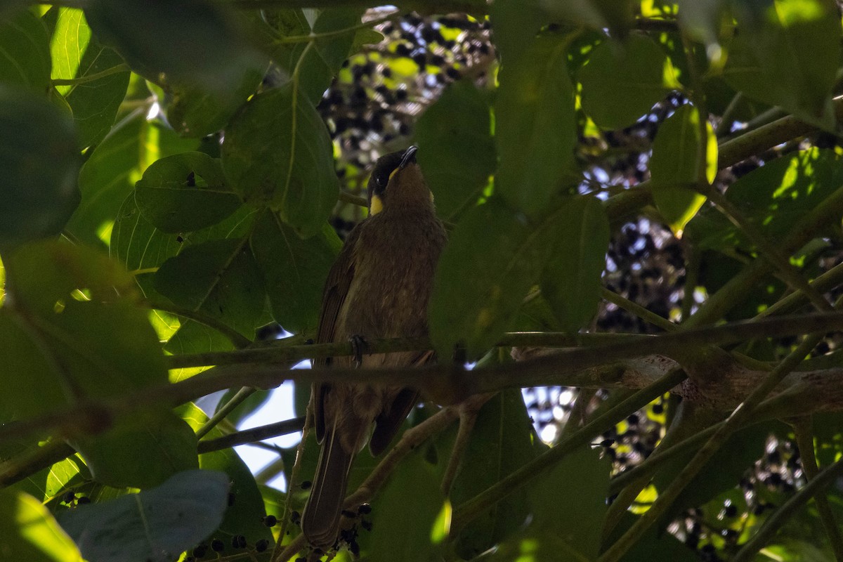 Cryptic Honeyeater - ML640745557